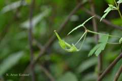 Geranium rotundifolium
